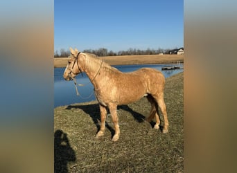 American Quarter Horse, Castrone, 14 Anni, 142 cm, Palomino