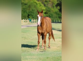 American Quarter Horse, Castrone, 14 Anni, 142 cm