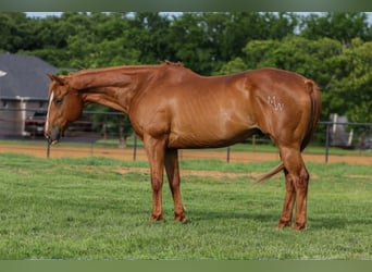 American Quarter Horse Mix, Castrone, 14 Anni, 142 cm, Sauro ciliegia