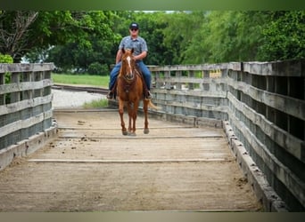 American Quarter Horse Mix, Castrone, 14 Anni, 142 cm, Sauro ciliegia