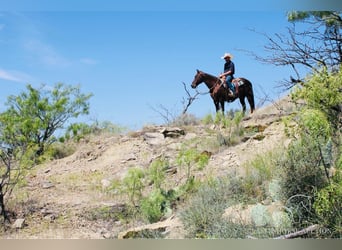 American Quarter Horse, Castrone, 14 Anni, 142 cm, Sauro scuro