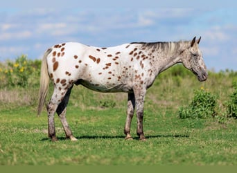 American Quarter Horse, Castrone, 14 Anni, 145 cm, Baio ciliegia