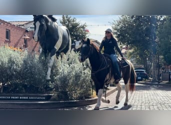 American Quarter Horse, Castrone, 14 Anni, 145 cm, Baio roano