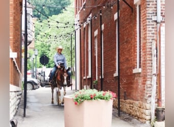 American Quarter Horse, Castrone, 14 Anni, 145 cm, Sauro scuro