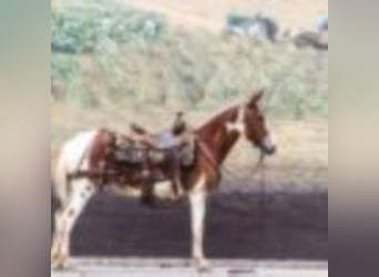 American Quarter Horse, Castrone, 14 Anni, 145 cm, Sauro scuro