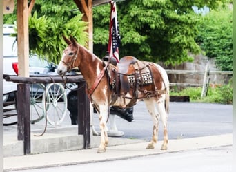 American Quarter Horse, Castrone, 14 Anni, 145 cm, Sauro scuro
