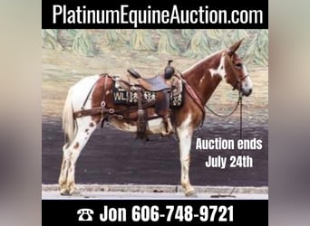 American Quarter Horse, Castrone, 14 Anni, 145 cm, Sauro scuro