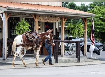 American Quarter Horse, Castrone, 14 Anni, 145 cm, Sauro scuro