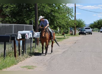 American Quarter Horse, Castrone, 14 Anni, 147 cm, Baio ciliegia