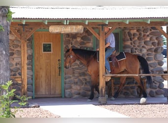 American Quarter Horse, Castrone, 14 Anni, 147 cm, Baio ciliegia