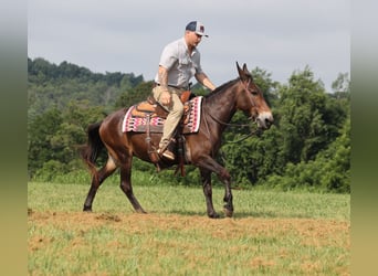 American Quarter Horse, Castrone, 14 Anni, 147 cm, Baio ciliegia