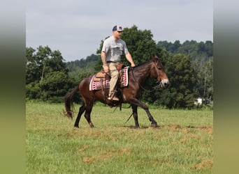 American Quarter Horse, Castrone, 14 Anni, 147 cm, Baio ciliegia