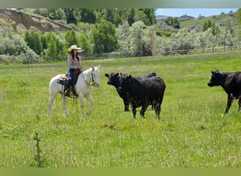 American Quarter Horse, Castrone, 14 Anni, 147 cm, Bianco