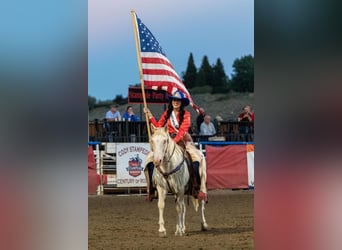 American Quarter Horse, Castrone, 14 Anni, 147 cm, Bianco