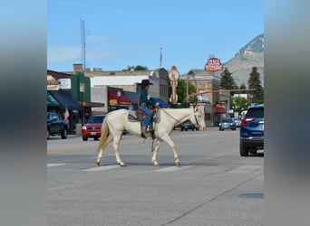American Quarter Horse, Castrone, 14 Anni, 147 cm, Bianco