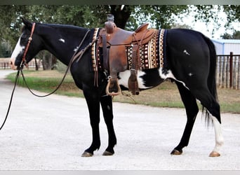 American Quarter Horse, Castrone, 14 Anni, 147 cm, Overo-tutti i colori