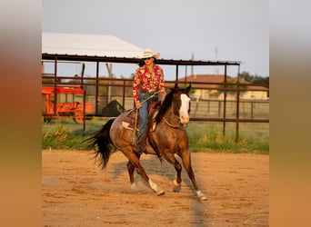 American Quarter Horse, Castrone, 14 Anni, 147 cm, Roano rosso