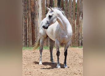 American Quarter Horse, Castrone, 14 Anni, 150 cm, Grigio pezzato