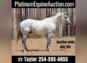 American Quarter Horse, Castrone, 14 Anni, 150 cm, Grigio pezzato