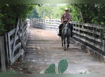 American Quarter Horse, Castrone, 14 Anni, 150 cm, Grigio pezzato
