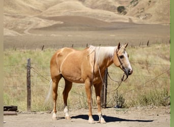 American Quarter Horse, Castrone, 14 Anni, 150 cm, Palomino