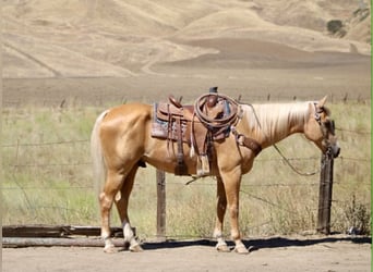 American Quarter Horse, Castrone, 14 Anni, 150 cm, Palomino