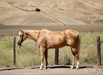 American Quarter Horse, Castrone, 14 Anni, 150 cm, Palomino