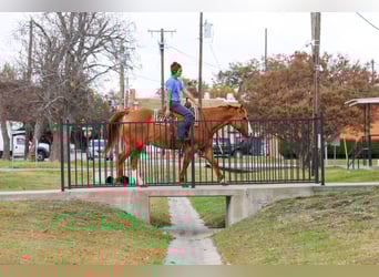 American Quarter Horse, Castrone, 14 Anni, 150 cm, Red dun