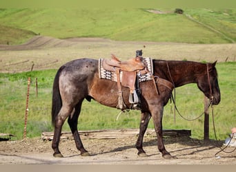 American Quarter Horse, Castrone, 14 Anni, 150 cm, Roano blu