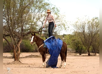 American Quarter Horse, Castrone, 14 Anni, 150 cm, Sauro ciliegia