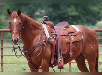 American Quarter Horse, Castrone, 14 Anni, 150 cm, Sauro ciliegia