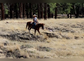 American Quarter Horse, Castrone, 14 Anni, 150 cm, Sauro scuro
