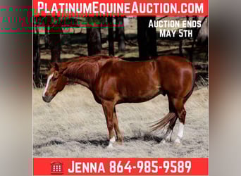 American Quarter Horse, Castrone, 14 Anni, 150 cm, Sauro scuro