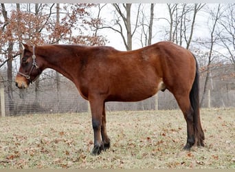 American Quarter Horse, Castrone, 14 Anni, 152 cm, Baio ciliegia