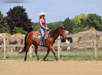 American Quarter Horse, Castrone, 14 Anni, 152 cm, Baio ciliegia