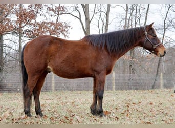 American Quarter Horse, Castrone, 14 Anni, 152 cm, Baio ciliegia