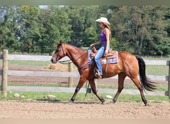 American Quarter Horse, Castrone, 14 Anni, 152 cm, Baio ciliegia