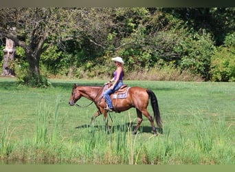 American Quarter Horse, Castrone, 14 Anni, 152 cm, Baio ciliegia