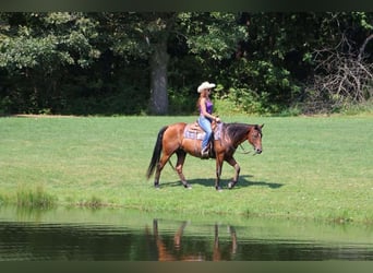 American Quarter Horse, Castrone, 14 Anni, 152 cm, Baio ciliegia