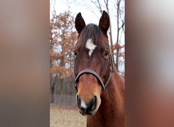 American Quarter Horse, Castrone, 14 Anni, 152 cm, Baio ciliegia