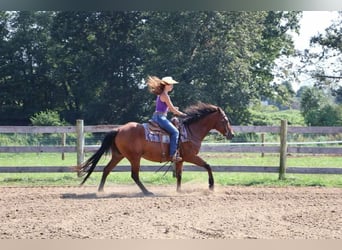 American Quarter Horse, Castrone, 14 Anni, 152 cm, Baio ciliegia