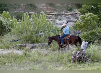 American Quarter Horse, Castrone, 14 Anni, 152 cm, Baio ciliegia