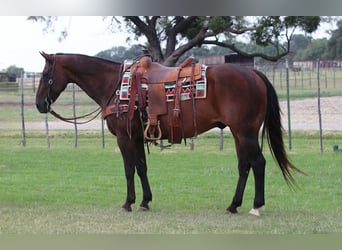 American Quarter Horse, Castrone, 14 Anni, 152 cm, Baio ciliegia