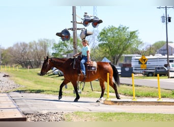 American Quarter Horse, Castrone, 14 Anni, 152 cm, Baio ciliegia