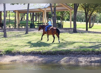 American Quarter Horse, Castrone, 14 Anni, 152 cm, Baio ciliegia
