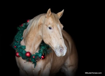 American Quarter Horse, Castrone, 14 Anni, 152 cm, Champagne