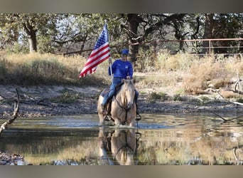 American Quarter Horse, Castrone, 14 Anni, 152 cm, Champagne