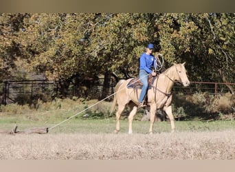 American Quarter Horse, Castrone, 14 Anni, 152 cm, Champagne