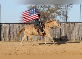 American Quarter Horse, Castrone, 14 Anni, 152 cm, Champagne