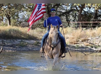 American Quarter Horse, Castrone, 14 Anni, 152 cm, Champagne